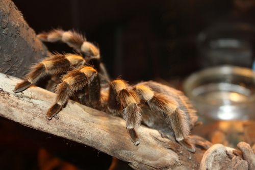 tarantula brachypelma spider