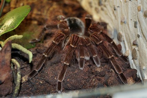 tarantula spider macro