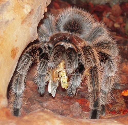 tarantula  insect  spider