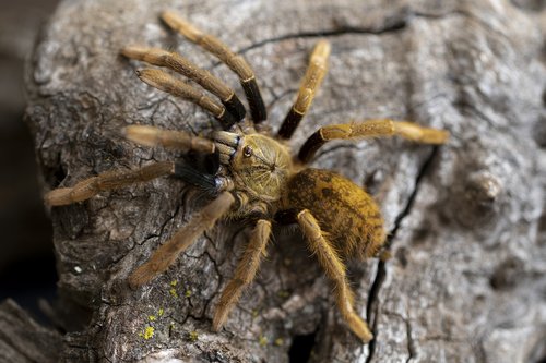 tarantula  spider  arachnid