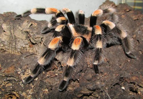 tarantula rotfußvogelspinne spider