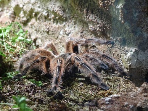 tarantula  spider  creepy
