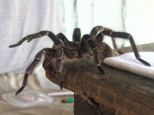 tarantula spider hairy