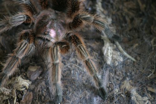 tarantula spider hairy
