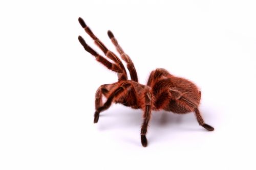 Tarantula Spider White Background