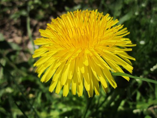 taraxacum dandelion wildflower