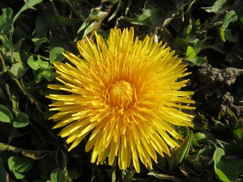 taraxacum sect ruderalia dandelion wildflower