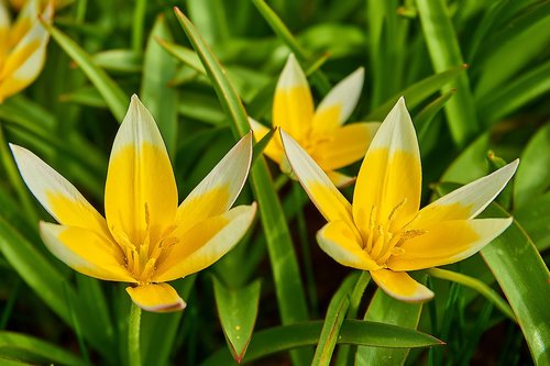 tarda tulip  tulipa tarda  star-tulip