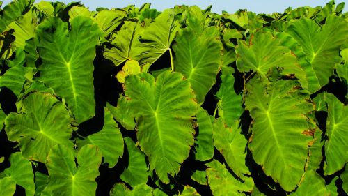 taro leaves food