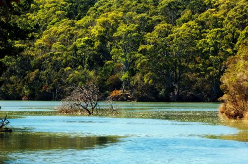 tasmania river water