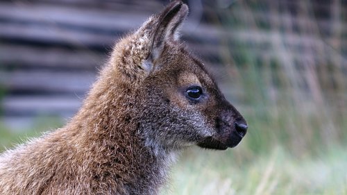 tasmania  cradle mountain  wallaby