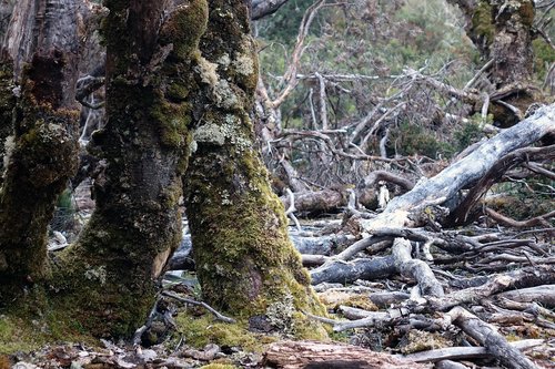 tasmania  cradle mountain  australia