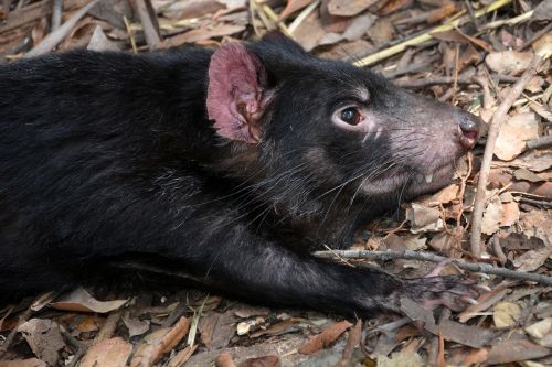 tasmanian devil sarcophilus harrisii species