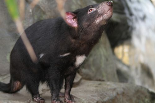 tasmanian devil sarcophilus harrisii species