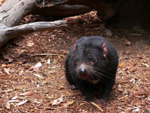 Tasmanian Devil