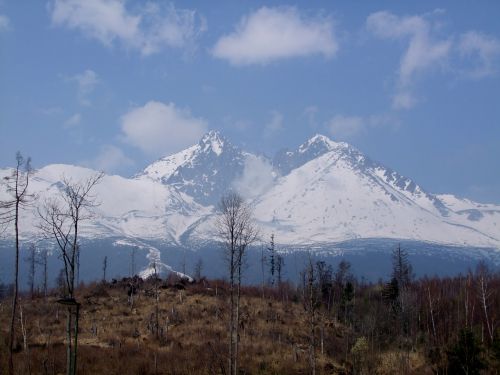 tatras mountains forest