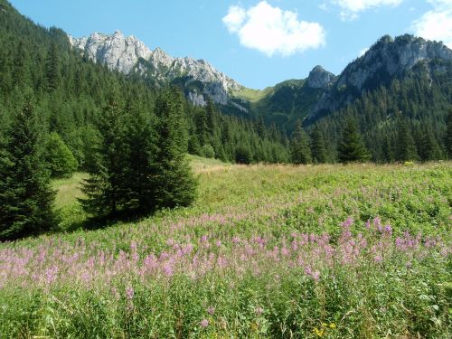 tatry mountains kościeliska valley