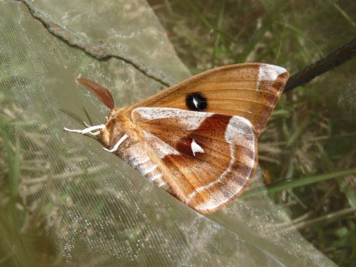 tau emperor moth saturniidae