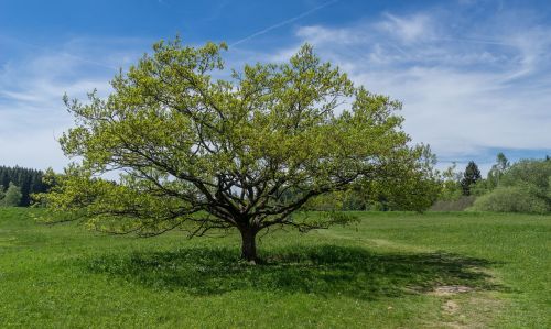 tauchenweiler walker meadows tree