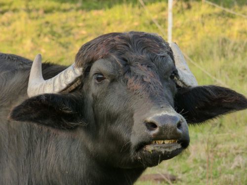 taurus black antlers