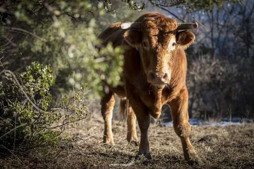 taurus  male  horns