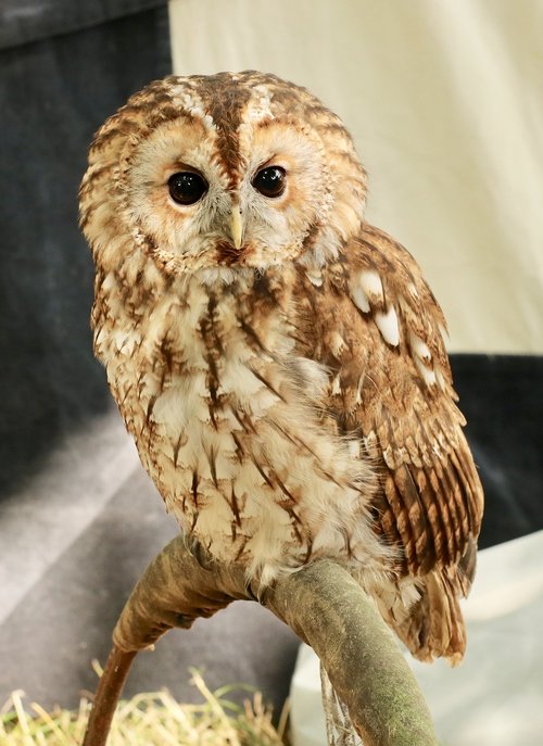 tawny  owl  bird