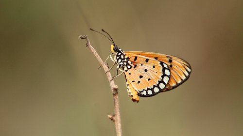 tawny  coster  butterfly