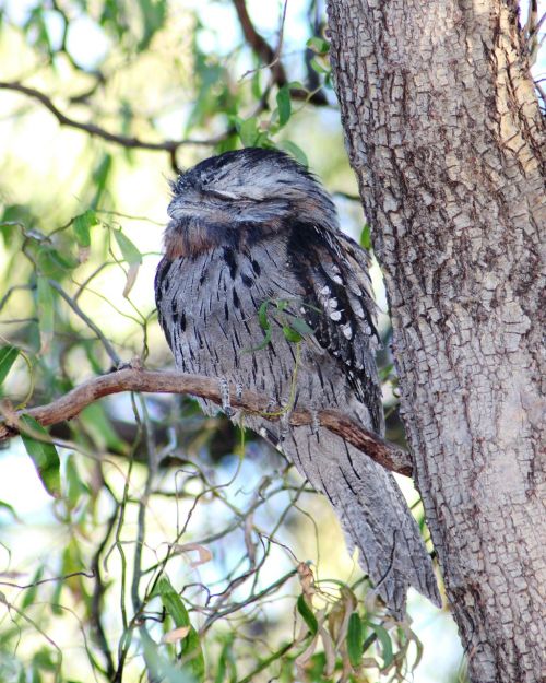 tawny frogmouth sleeping nocturnal