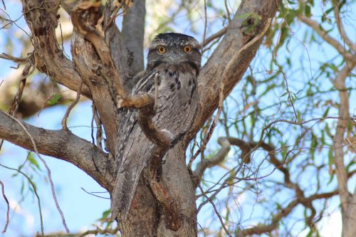 tawny frogmouth surprised nocturnal