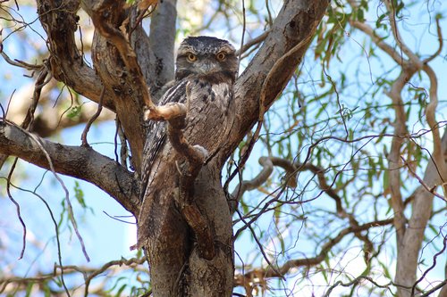 tawny frogmouth  nocturnal bird  camouflage