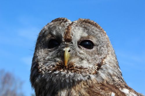 tawny owl owl bird