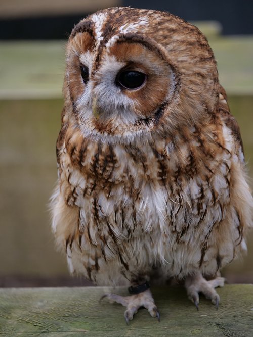 tawny owl  wildlife  animal