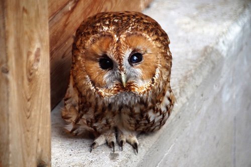 tawny owl  owl  predator