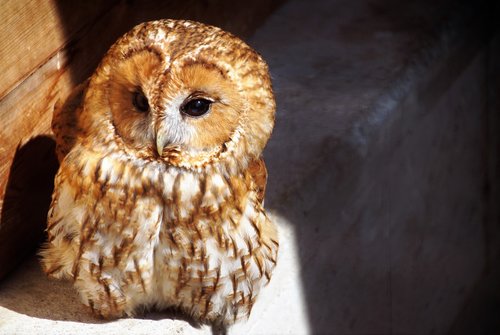 tawny owl  owl  predator