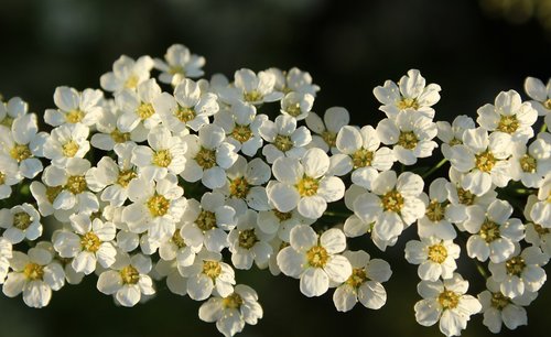 tawuła  white flowers  spring