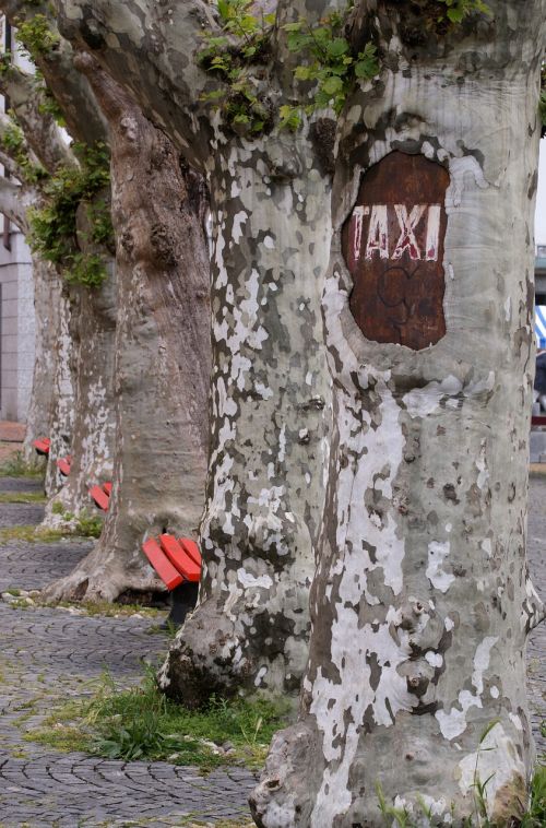 taxi stop tree