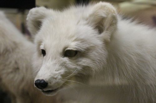 taxidermy fox white