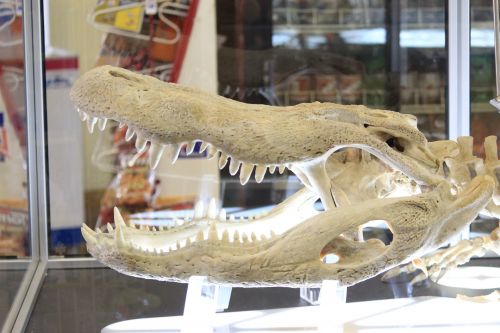 Taxidermy Gator Head Bones