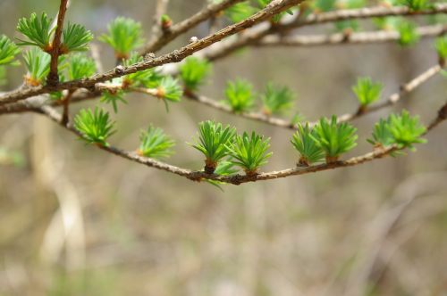 taxodium a new leaf spring