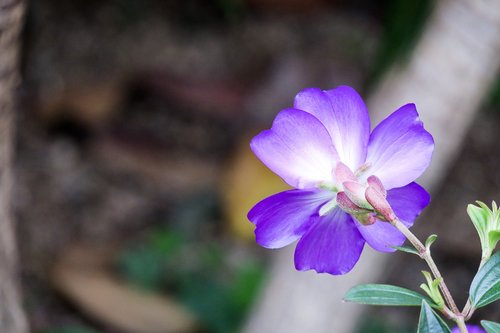 te male flowers  nature  purple