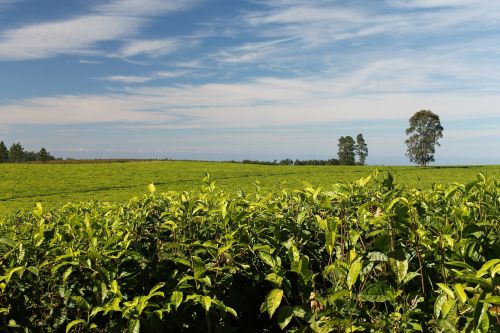 tea plantations greenery