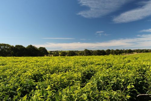 tea plantation south africa