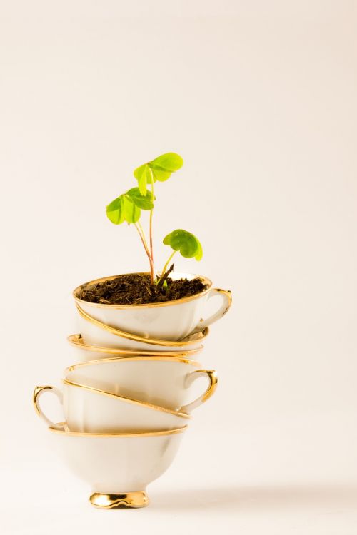 tea cup plant