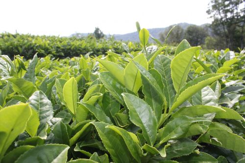 tea tea plantation plants