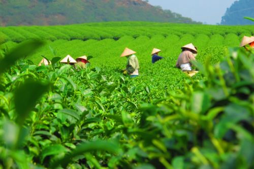 tea plantation harvest