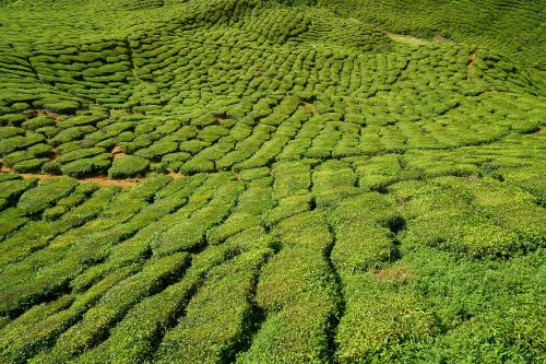 tea plant green