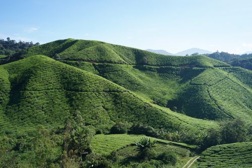 tea cameron highland malaysia