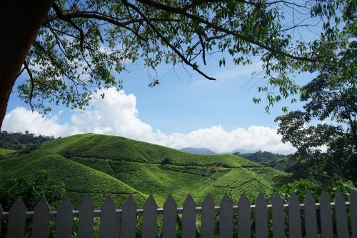 tea cameron highland malaysia