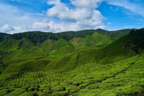 tea field green