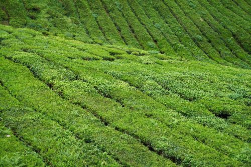 tea field green